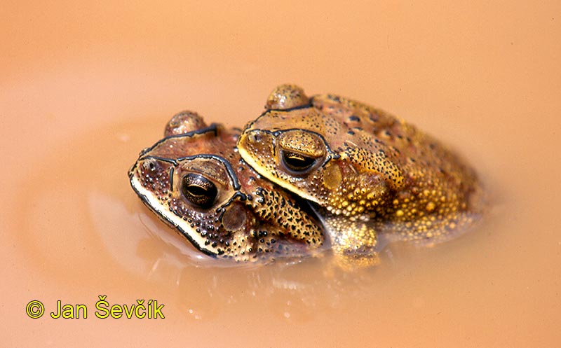 Picture  of ropucha jihoasijská Black-spined Toad Schwarznarbenkrote Duttaphrynus melanostictus